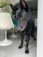 Wolfie, a large black german shepherd