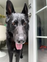 Wolfie, a large black german shepherd