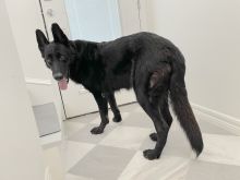 Wolfie, a large black german shepherd