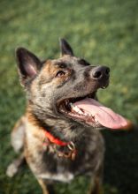 Woodie, a black/brown/white brindle German Shepherd mix