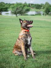 Woodie, a black/brown/white brindle German Shepherd mix