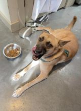 Yondu, a tan and brown german shepherd mix