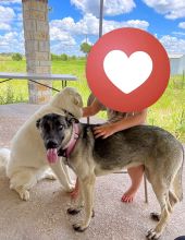 German Shepherd Alaskan Malamute Mix, standing with white dog and human