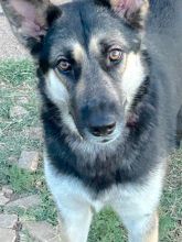 Zeniba, a black and tan german shepherd