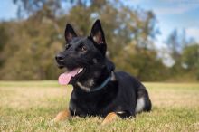 Zeus, a black and tab german shepherd