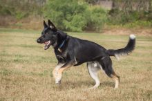 Zeus, a black and tab german shepherd