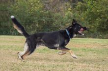 Zeus, a black and tab german shepherd