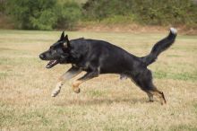 Zeus, a black and tab german shepherd