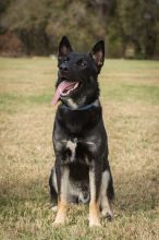 Zeus, a black and tab german shepherd