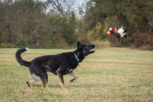 Zeus, a black and tab german shepherd chasing a toy