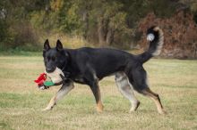 Zeus, a black and tab german shepherd with his toy