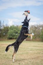 Zeus, a black and tab german shepherd leaping in the air after a toy