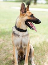 Zina, a black and tan german shepherd