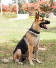 Zina, a black and tan german shepherd