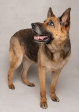 Ziva, a black and tan german shepherd