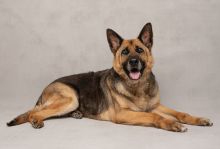 Ziva, a black and tan german shepherd