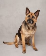 Ziva, a black and tan german shepherd