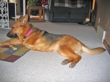 Cassie, a black and tan shepherd 