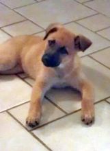 Arya, a tan and black german shepherd puppy