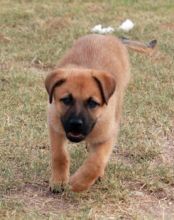 Arya, a tan and black german shepherd puppy