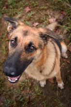 Casper, a black and tan german shepherd