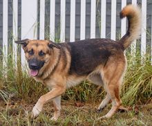 Casper, a black and tan german shepherd