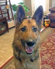 Coco, a black and tan german shepherd
