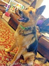Coco, a black and tan german shepherd