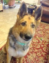 Coco, a black and tan german shepherd