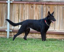 Ebony, a black german shepherd