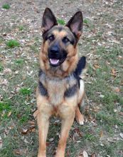 Elke, a black and tan german shepherd