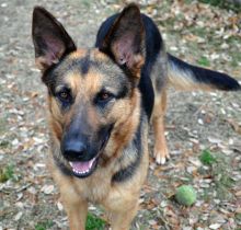 Elke, a black and tan german shepherd