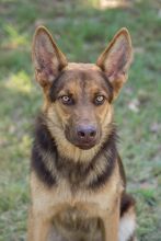 Judge, a black and liver german shepherd