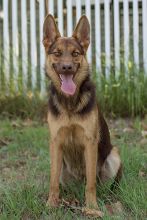 Judge, a black and liver german shepherd sitting