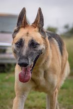 Laika, a black and tan german shepherd