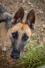 Laika, a black and tan german shepherd