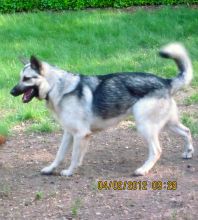 Mose, a black and silver german shepherd