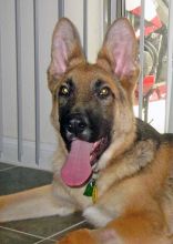 Noah, a black and tan german shepherd puppy