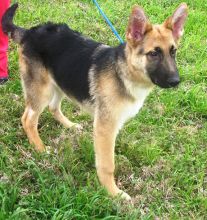 Noah, a black and tan german shepherd puppy