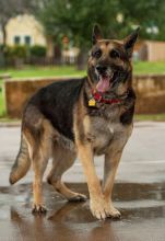 Sadie, a black and tan german shepherd