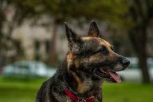 Sadie, a black and tan german shepherd