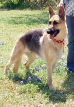 Sari, a black and tan german shepherd