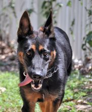 Sawyer, a black and tan german shepherd