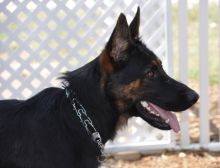 Sawyer, a black and tan german shepherd