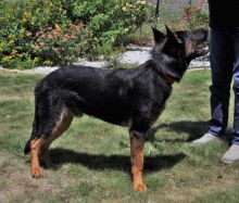 Sawyer, a black and tan german shepherd