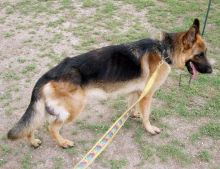 Wolf, a black and tan german shepherd