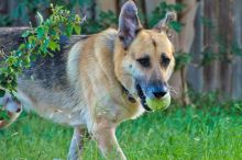 Zane, a black and tan german shepherd