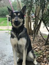 Sydni, a black and tan german shepherd