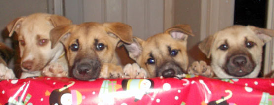 4 tiny german shepherd puppies peering over a roll of Christmas wrapping paper